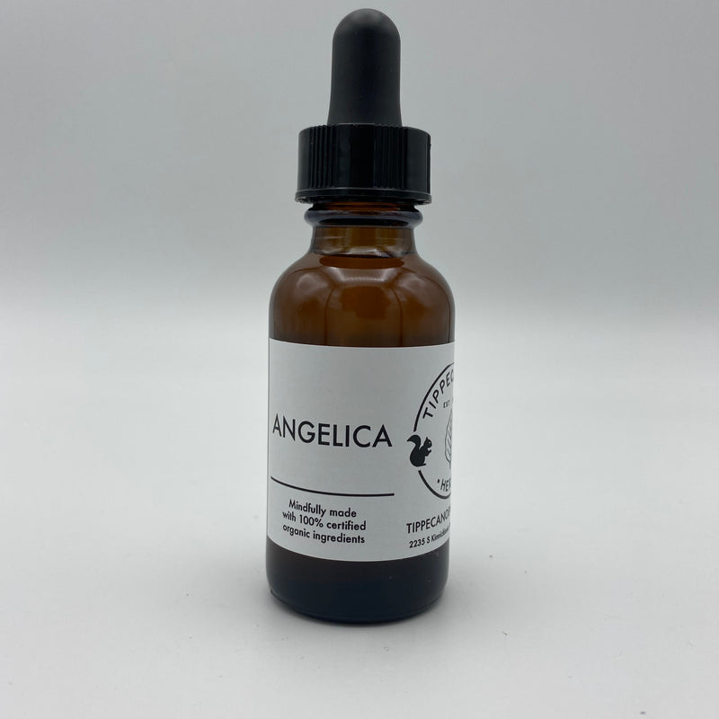 Angelica Tincture - Tippecanoe Herbs Herbalist Milwaukee